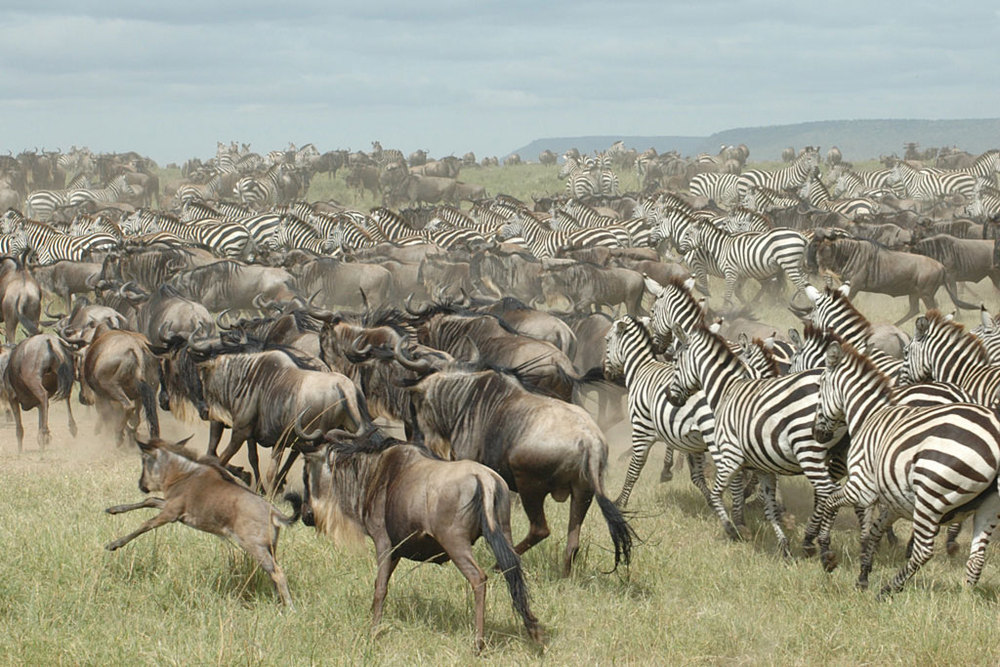 masai 2.jpg