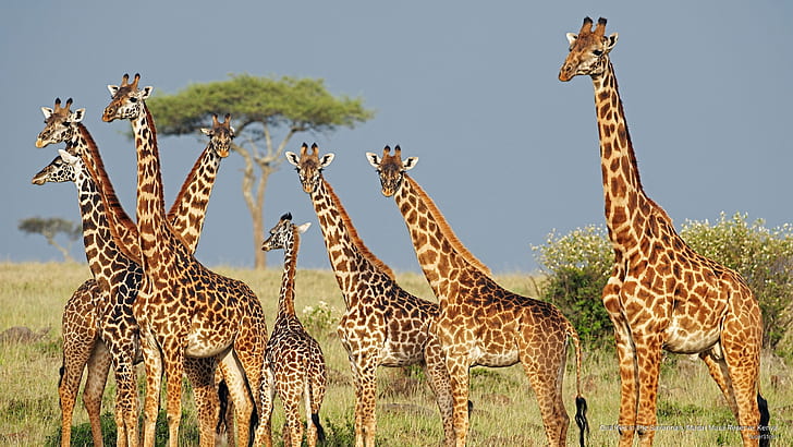 giraffes.jpg