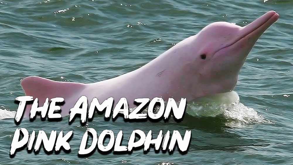 pink dolphin.jpg