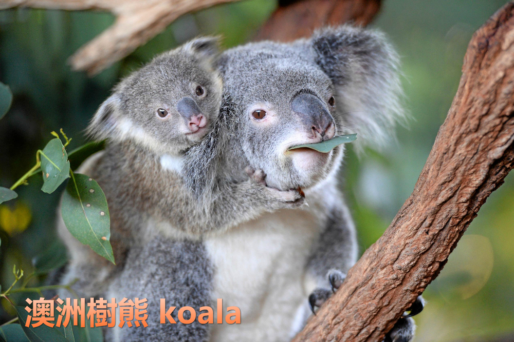 koala.jpg