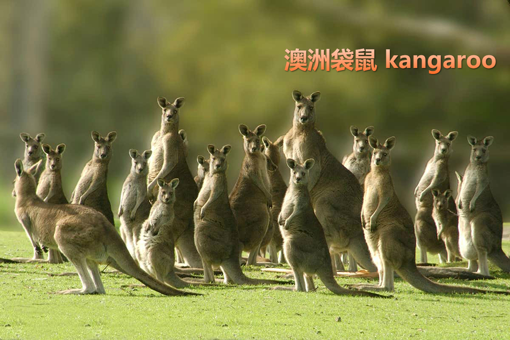 kangaroo.jpg