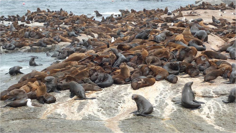 seal island.jpg
