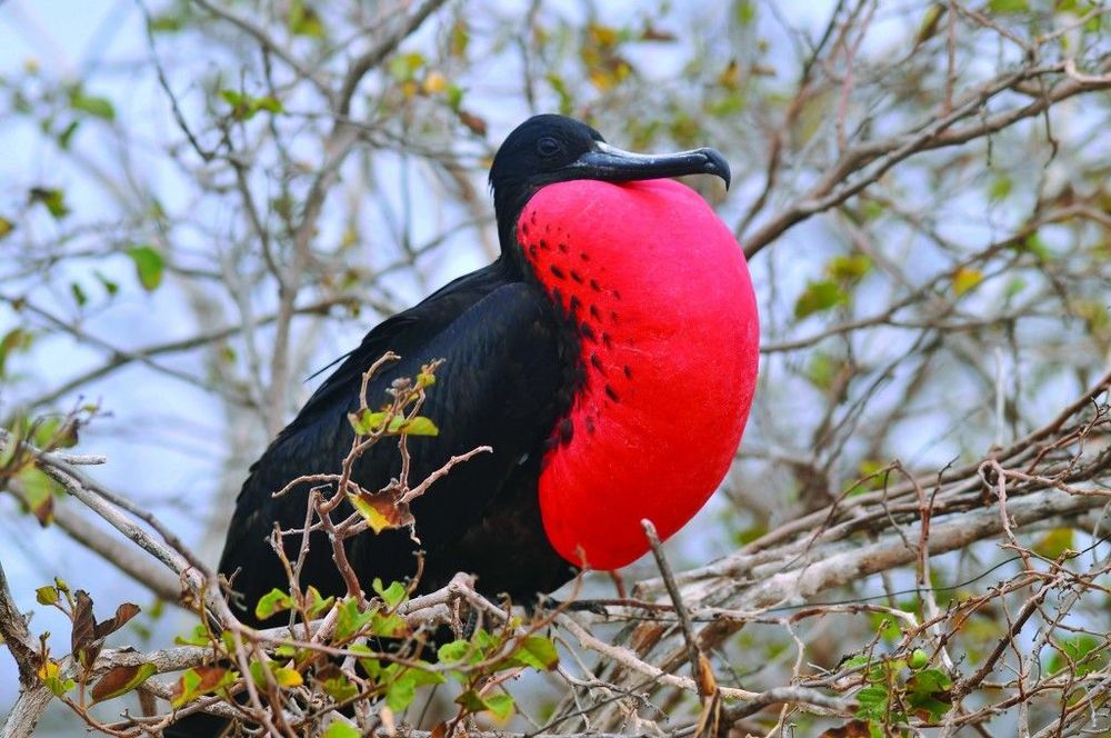 Frigate-bird-Galapagos.jpg