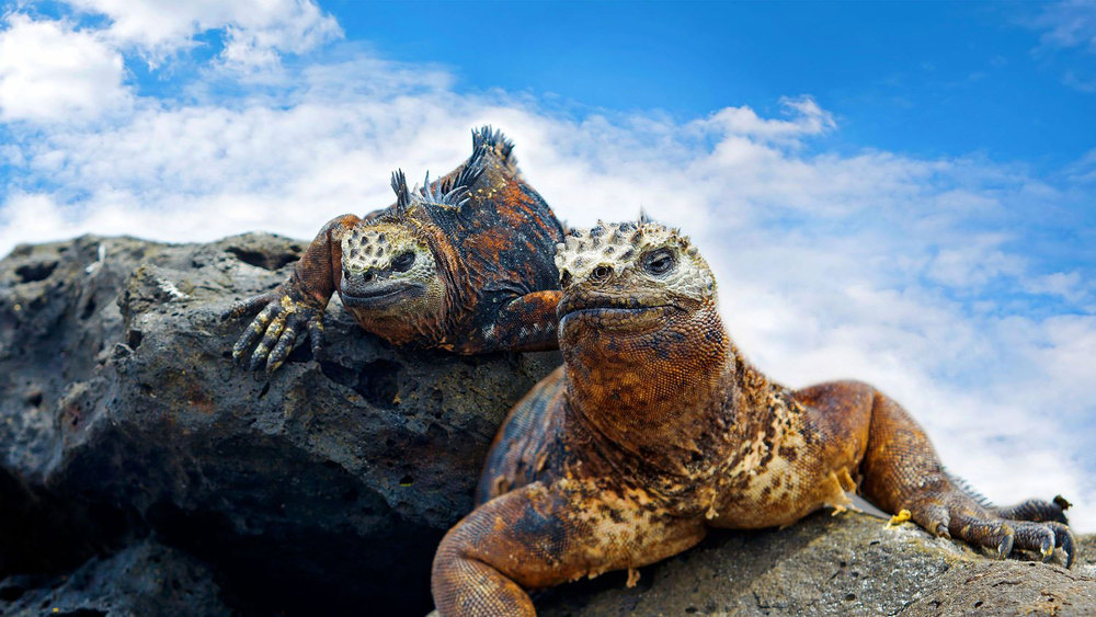 Galapagos_Iguanna-1500x844.jpg