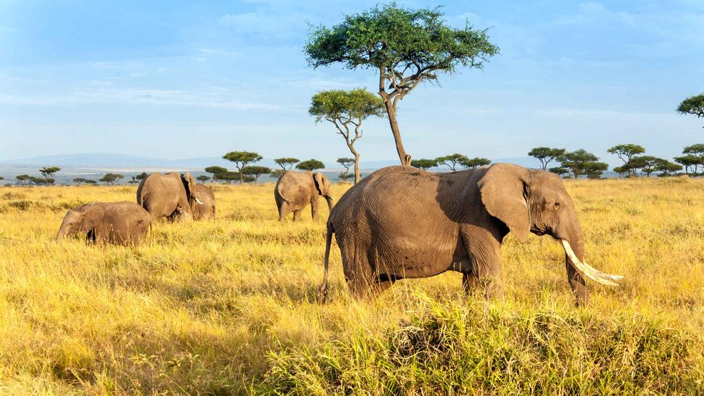 elephant.jpg