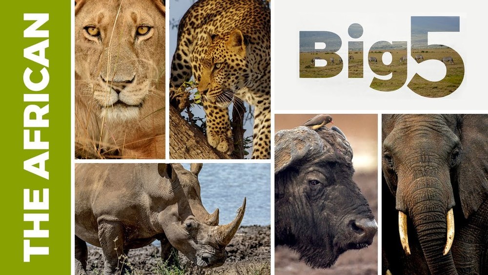 Big 5 2.jpg